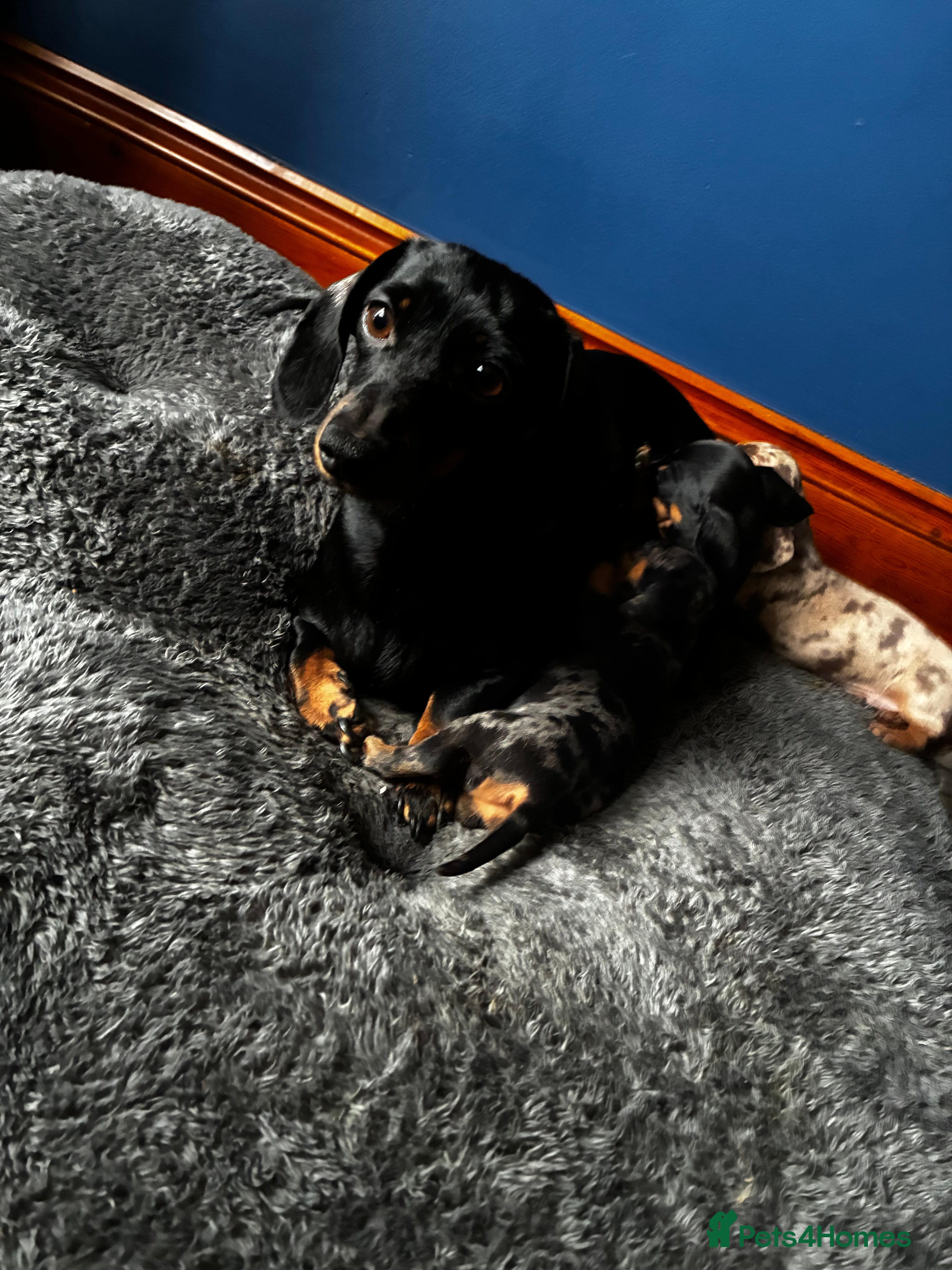 Miniature Dachshund dogs Miniature dachshund girl - Advert 2