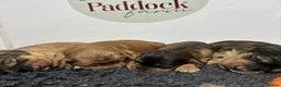Cockapoo dogs for sale: 🌟 Superb F1 Cockapoo puppies 🌟 - Advert 7