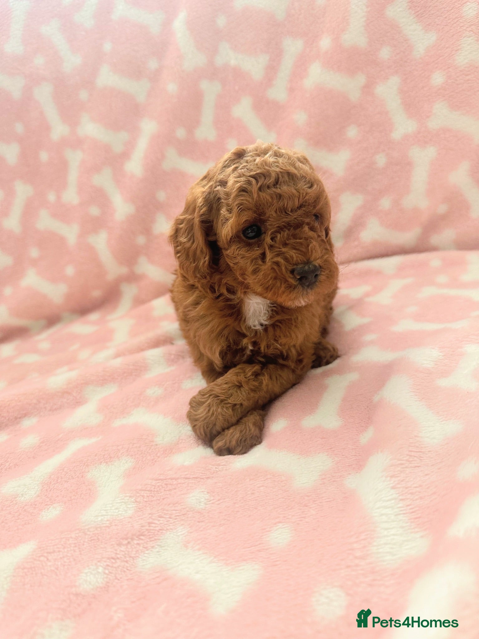 Cockapoo dogs  5 Stunning F1B red cockapoos - Advert 2