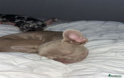 French Bulldog dogs for sale: 7.5 month old French bull dog - Image 2