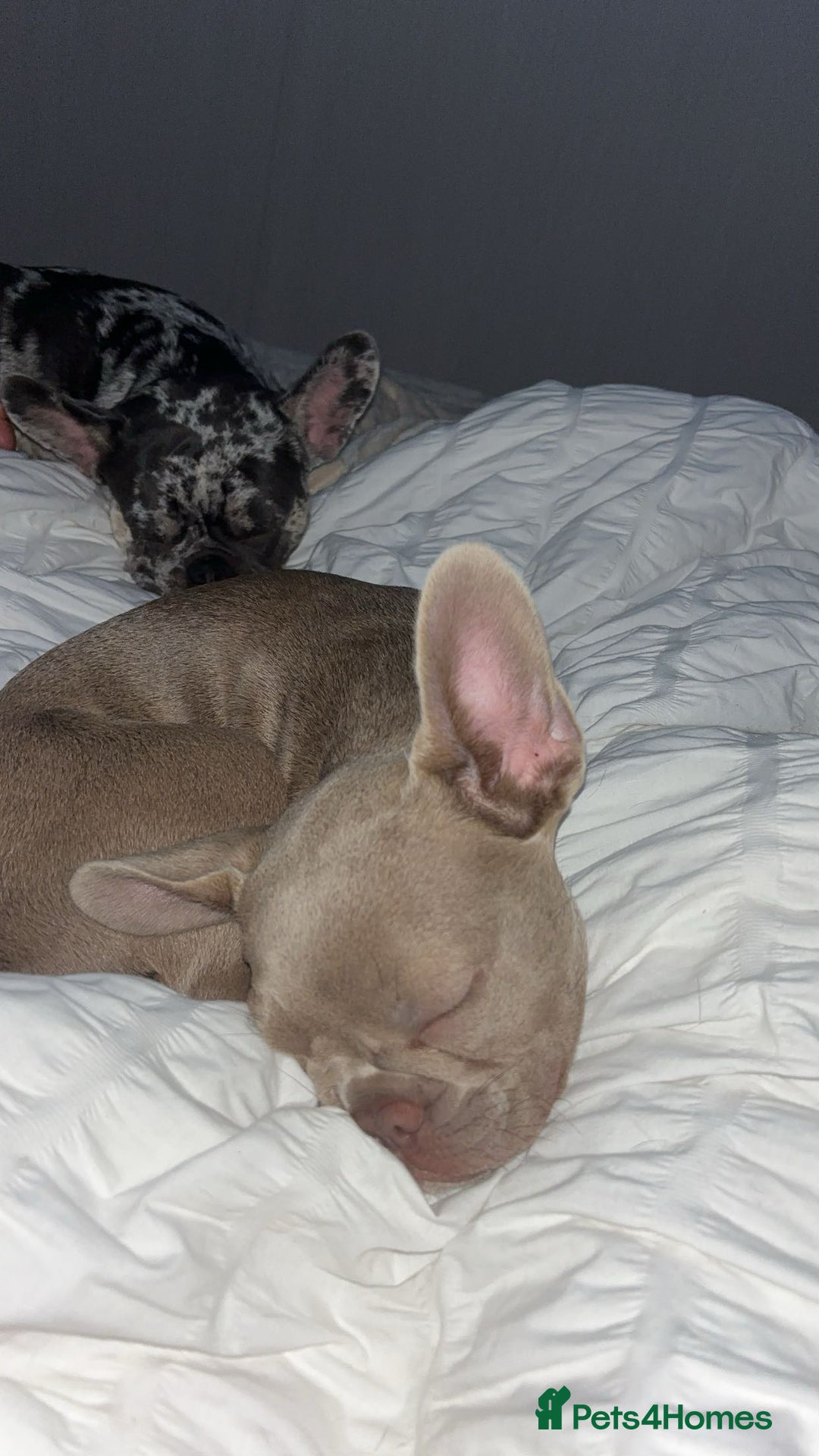 French Bulldog dogs for sale: 7.5 month old French bull dog - Image 2