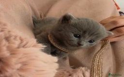 Russian Blue cats for sale: Russian blue kittens 2 males 2 females ready now.  - Image 10