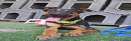 Mixed Breed dogs for adoption: AMELIA - 22 months old, Female, Mixed Breed in Eastbourne - Advert 2