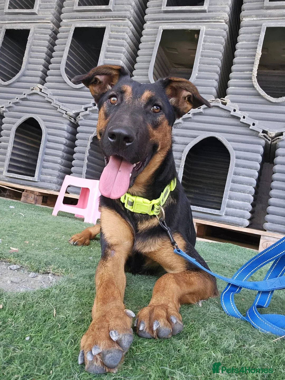 Mixed Breed dogs for adoption: AMELIA - 22 months old, Female, Mixed Breed in Eastbourne - Advert 2