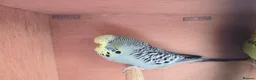 Mixed Breed birds for sale: Mixed aviary birds in Newton Abbot - Advert 9