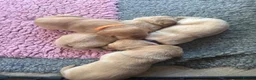 Labrador Retriever dogs for sale: K.C.Reg Superb Labrador Puppies - Advert 6