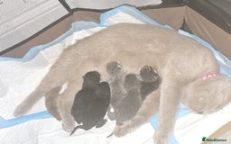British Shorthair cats for sale: Adorable British kittens. Ready for new home. - Image 15