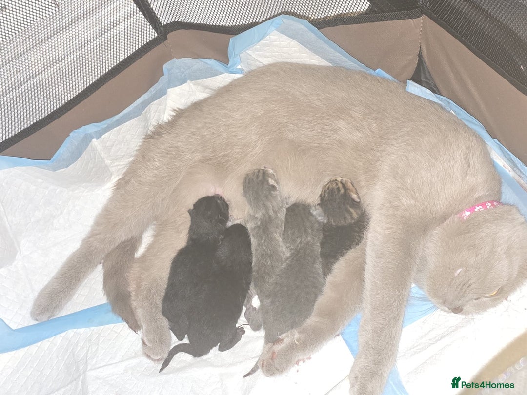 British Shorthair cats for sale: Adorable British kittens. Ready for new home. - Image 15