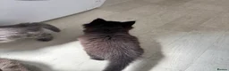 Mixed Breed cats for sale: Beautiful Mixed breed longhair kittens - Advert 6