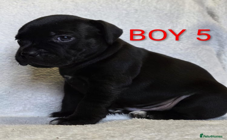 Staffordshire Bull Terrier dogs - Advert 4