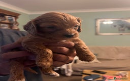 Cavapoo dogs for sale: Gorgeous Cavapoo's 2 available  - Image 24