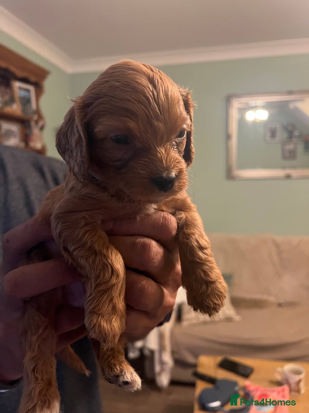 Cavapoo dogs for sale: Gorgeous Cavapoo's 2 available  - Image 24