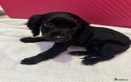 Cockapoo dogs for sale: 6 Beautiful cockerpoos puppies  - Image 8