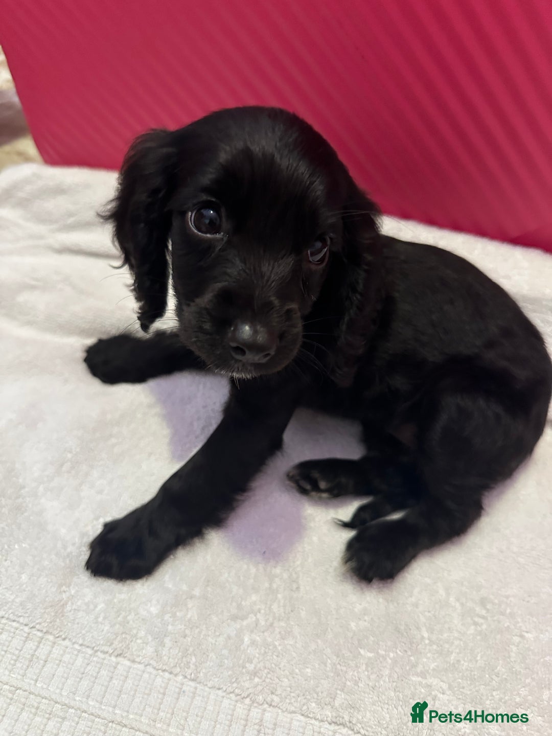 Cockapoo dogs for sale: 6 Beautiful cockerpoos puppies  - Image 8