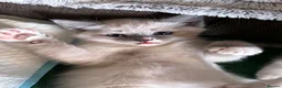 Mixed Breed cats for sale: Ragdoll cross kitten's - Advert 10