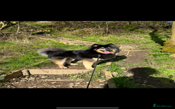 Pomsky dogs for stud: Stunning Black and Tan pomsky for stud  - Image 6