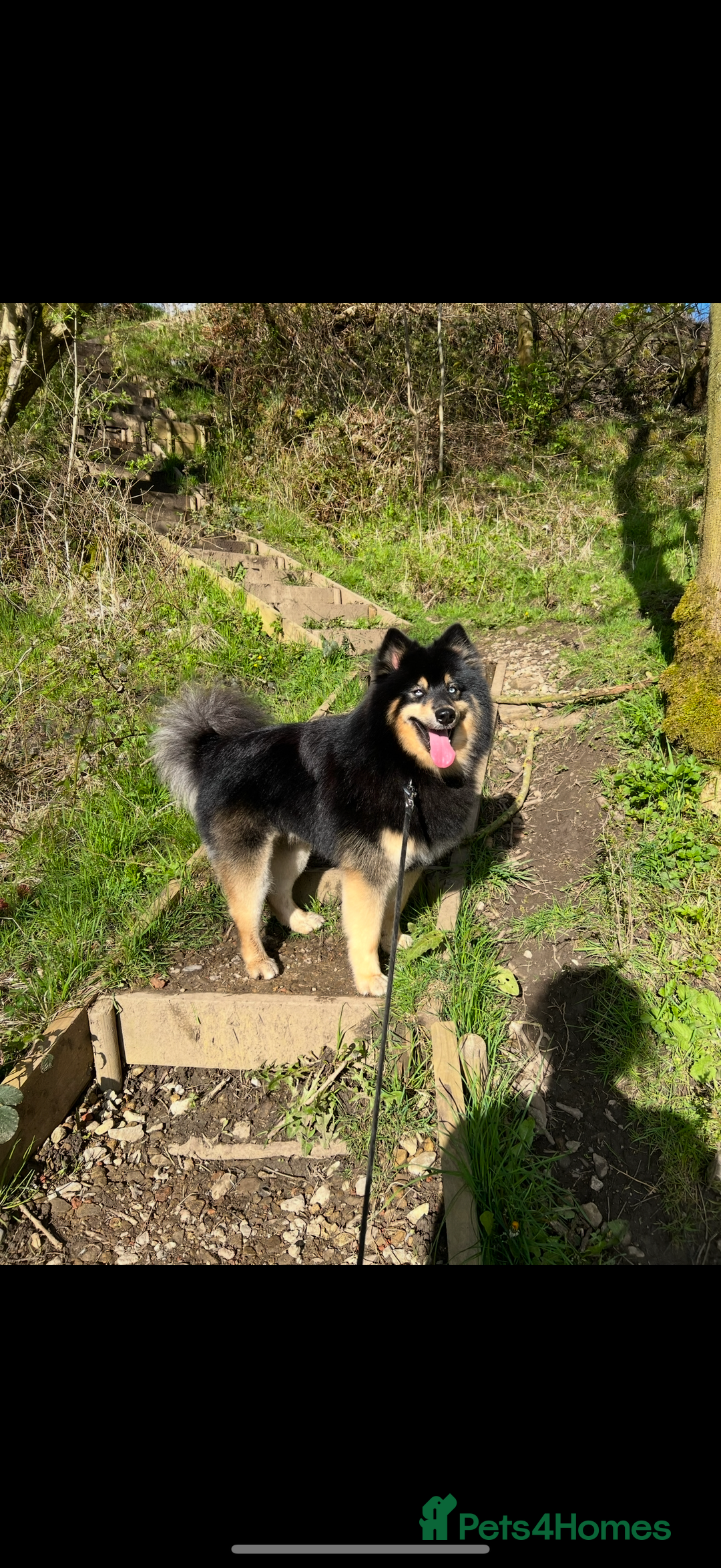 Pomsky dogs for stud: Stunning Black and Tan pomsky for stud  - Image 6