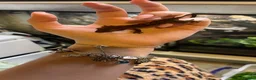Gecko reptiles for sale: Created gecko hatchling  - Advert 3
