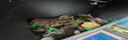 Leopard Gecko reptiles for sale: Leopard gecko for sale with the viv - Advert 4