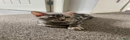 Bengal cats for sale: 🐾 BEAUTIFUL TICA REGISTERED BENGAL  – READY NOW  - Advert 8