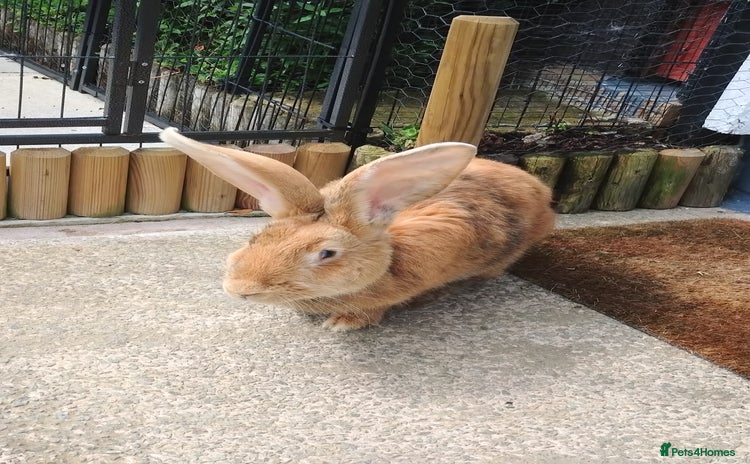 Continental Giant rabbits - Advert 6