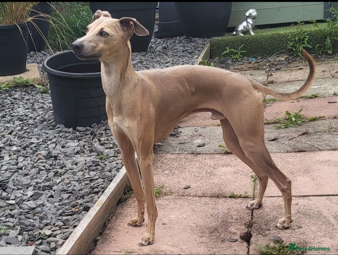 Italian Greyhound dogs for stud: Italian greyhound for stud  - Image 6