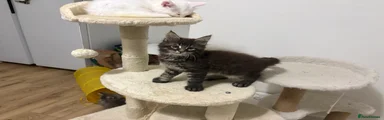 Maine Coon 1