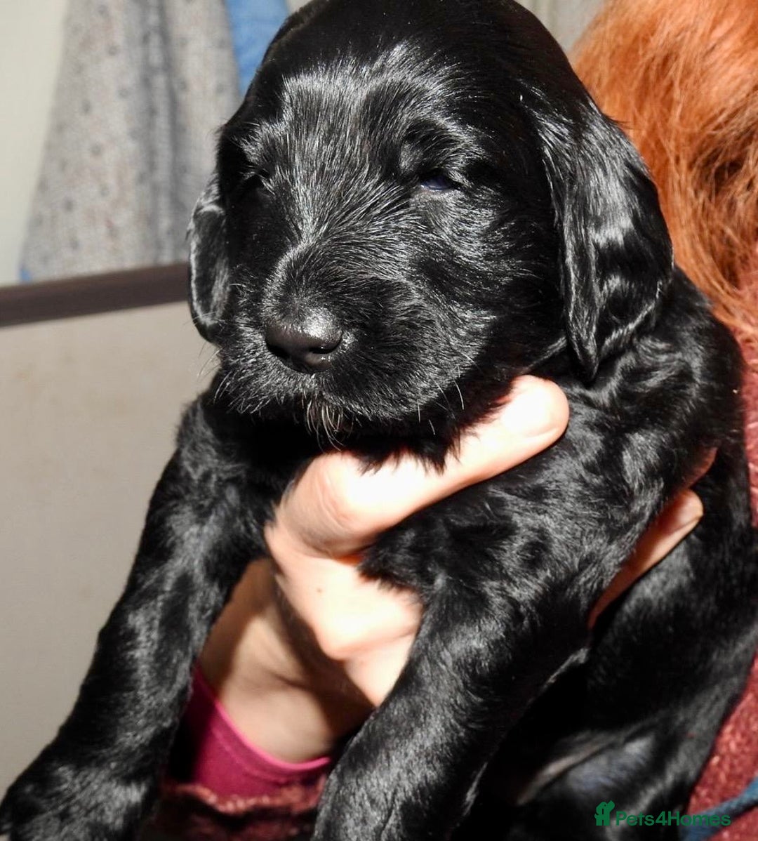 Mixed Breed dogs for sale: Irish doodle x Poodle Pointer puppies. Stunning!!! - Image 3