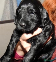 Mixed Breed dogs - Advert 7