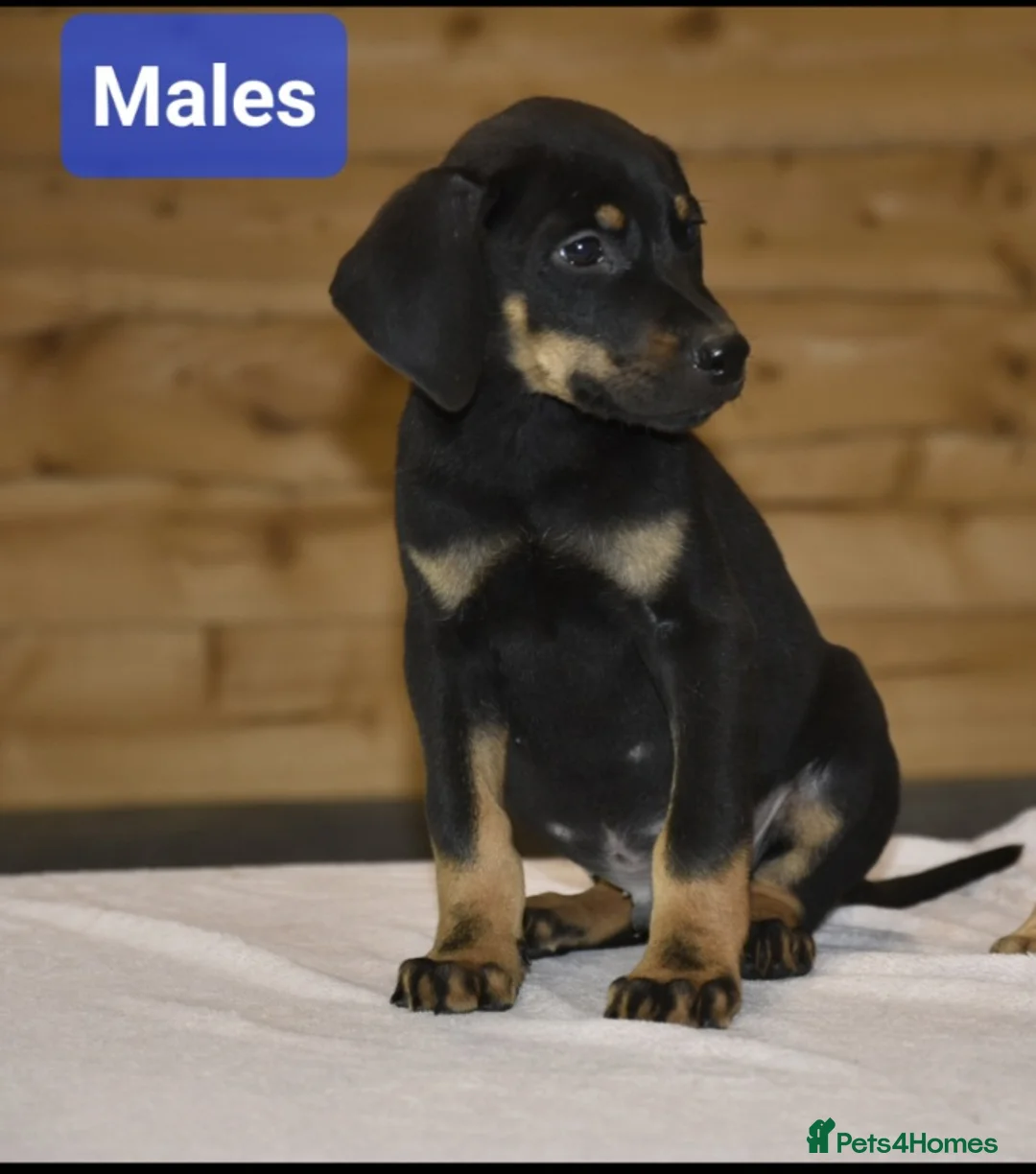 Dobermann dogs for sale: Unique hybrid dobermann pups - Advert 9