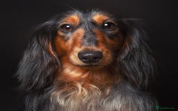 Miniature Dachshund dogs for stud: 🏆 KC REG - Health tested - International lines 🏆 in Hartlepool - Image 4