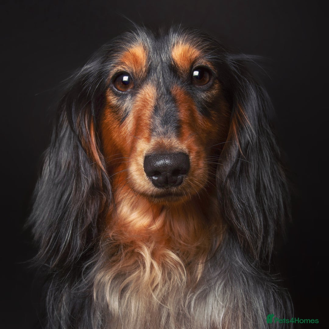 Miniature Dachshund dogs for stud: 🏆 KC REG - Health tested - International lines 🏆 in Hartlepool - Image 4