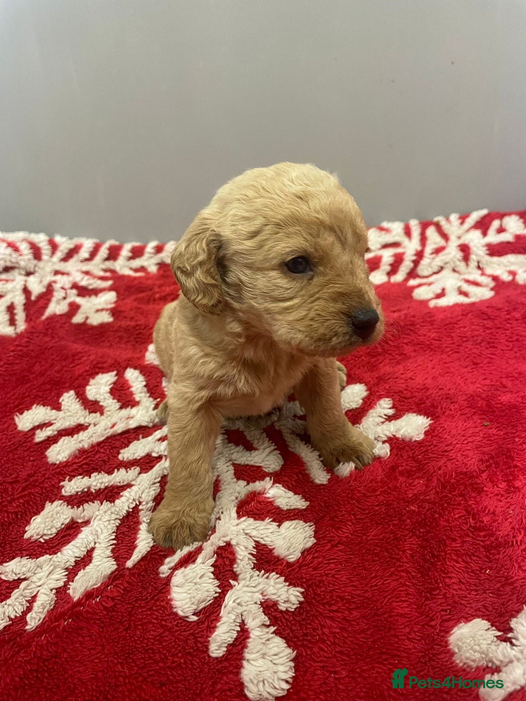 Labradoodle dogs for sale: F1 Labradoodle Puppies  - Advert 18