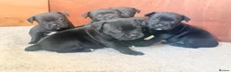 Staffordshire Bull Terrier dogs for sale: Staffordshire bull terrier puppy’s  - Advert 4