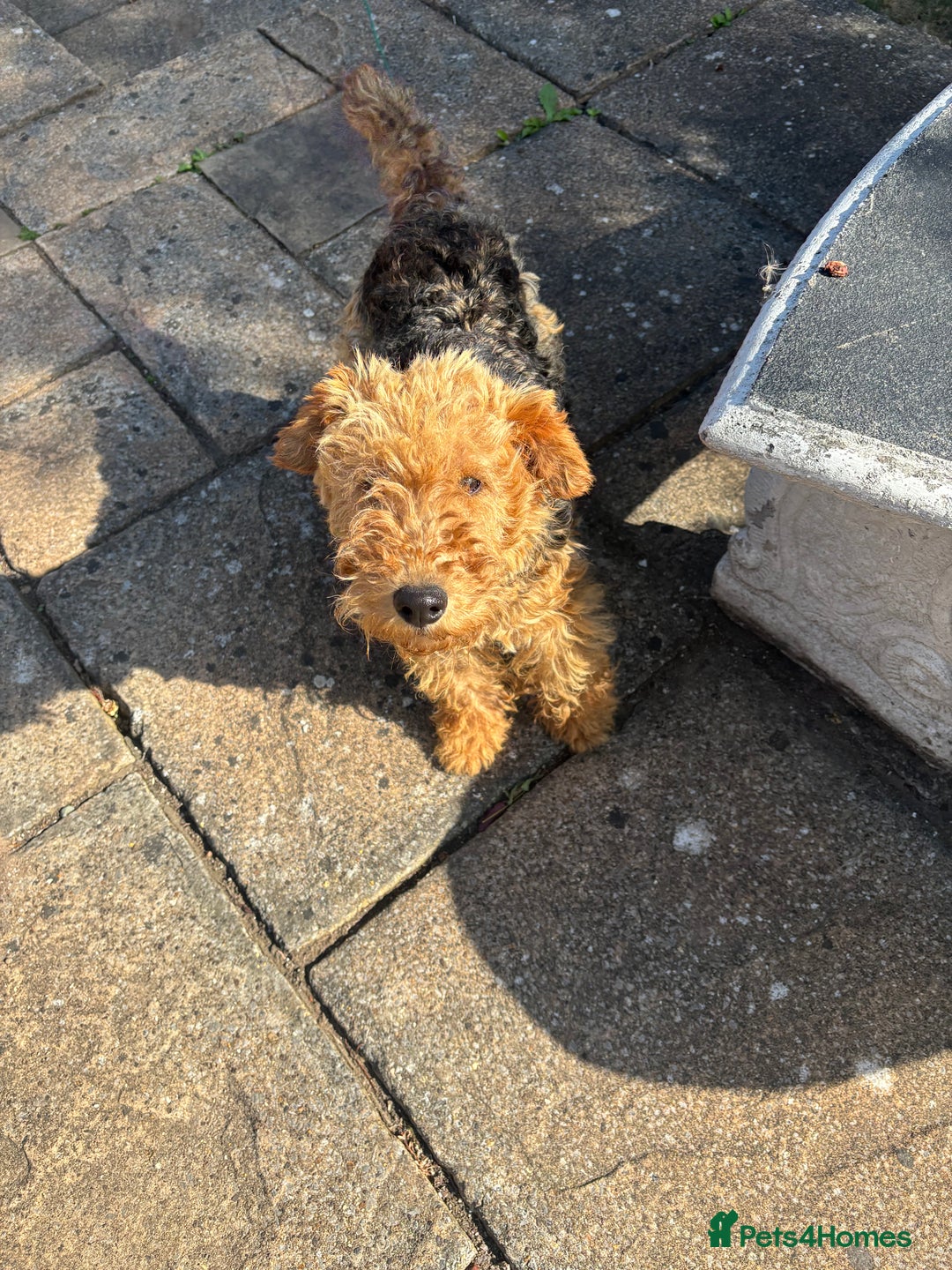 Welsh Terrier dogs for sale: Welsh Terrier - Image 1