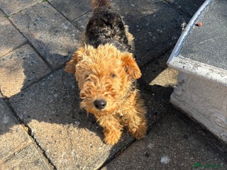 Welsh Terrier dogs Welsh Terrier - Advert 4