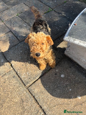 Welsh Terrier dogs - Advert 1