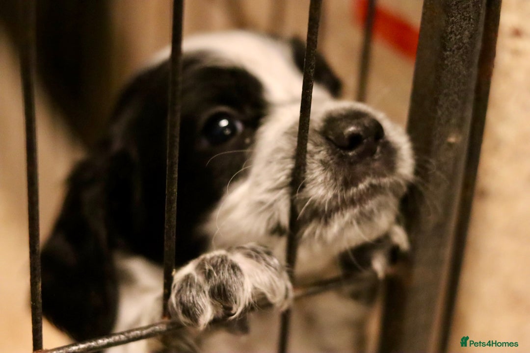 Cocker Spaniel dogs for sale: Working cocker spaniel  - Advert 7