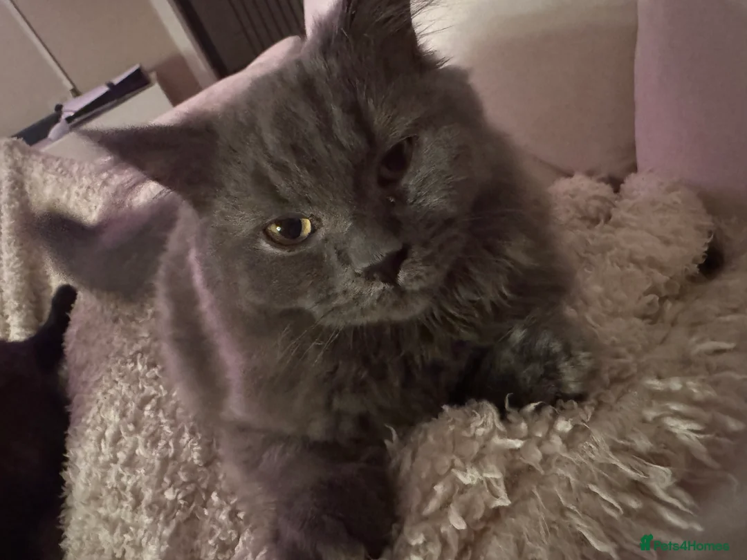 British Shorthair cats for sale: British longhair Male 8 months old  - Advert 2
