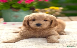 Goldendoodle dogs for sale: Exeptional Goldendoodle puppies F1b - Image 10