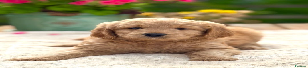 Goldendoodle Puppy 6