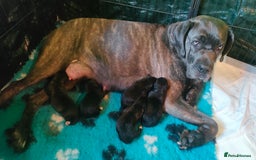 Mixed Breed dogs for sale: Cane Corso x Puppies  - Image 21