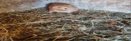 Guinea Pig rodents for sale: 1x male guineapig 8 weeks old  - Advert 2