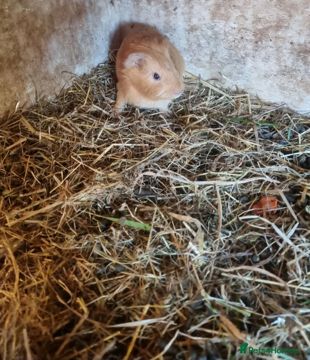 Guinea Pig rodents for sale: 1x male guineapig 8 weeks old  - Advert 2