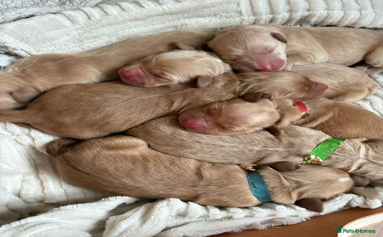 Golden Retriever dogs - Advert 8
