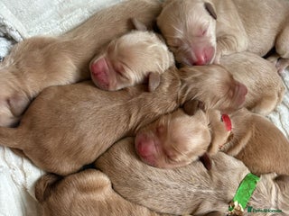Golden Retriever dogs - Advert 28
