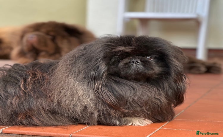 Pekingese dogs - Advert 1