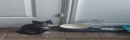 Mixed Breed cats for sale: Kitten rehoming  - Advert 3