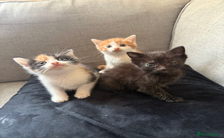 Mixed Breed cats - Advert 1