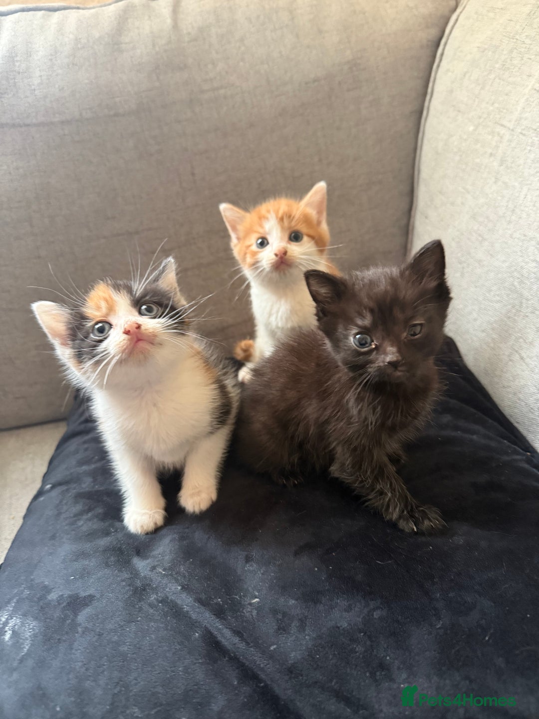 Mixed Breed cats for sale: Mother and kittens for sale  - Image 1